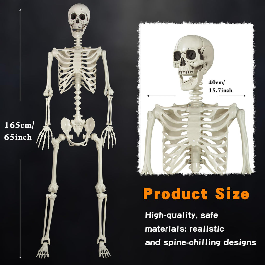 5.4ft Posable Skeleton N255