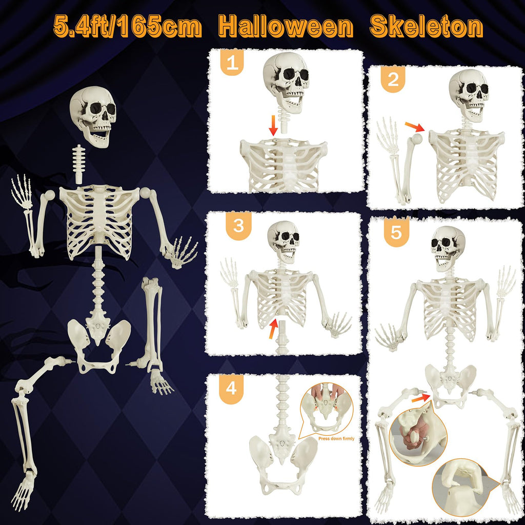 5.4ft Posable Skeleton N255