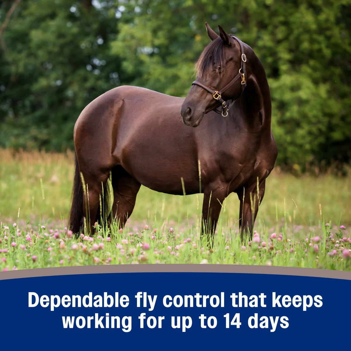 Fly Spray for Horses 128 oz O561662