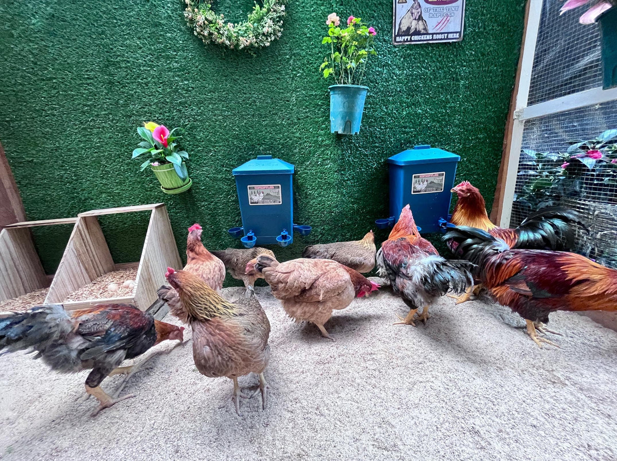 6 Gallon Chicken Waterer 2-Pack S72896
