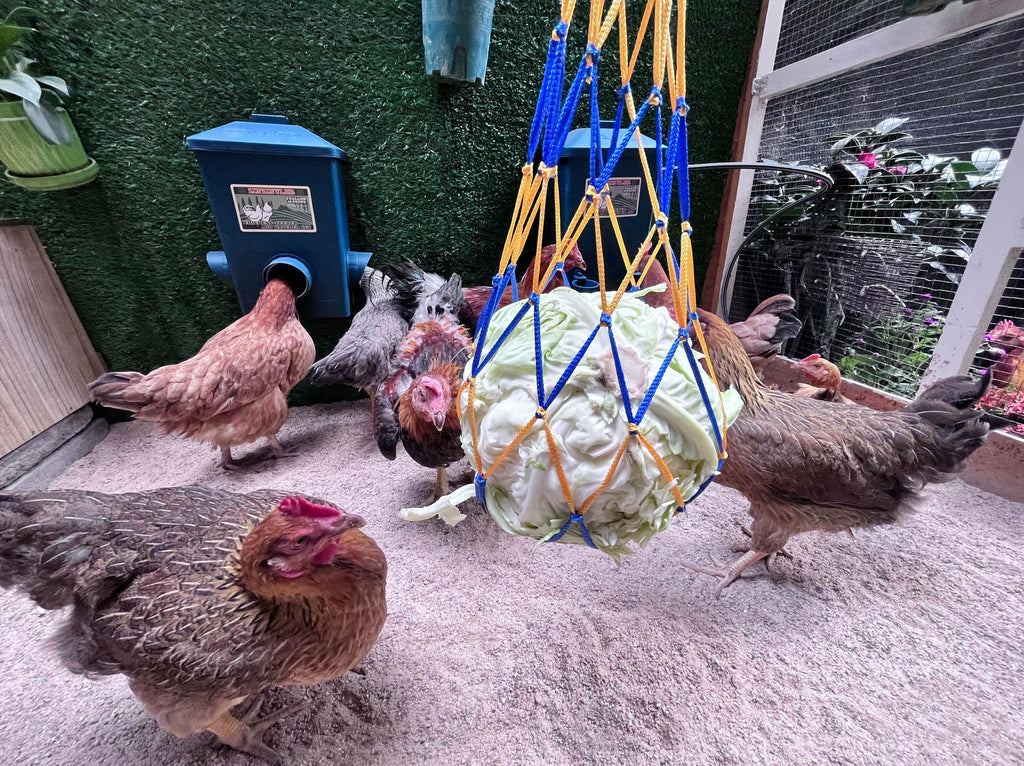 6 Gallon Chicken Waterer 2-Pack S72896